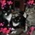 Diana Dunphy Pearson's profile image
