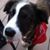 Julie Lohrius Papas's profile image