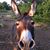 Ronny Owens's profile image