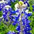 Alisa Phillips's profile image