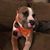 Julie Randel Saxton's profile image