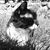 Birgit Ulrich Davis's profile image