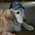 Terry Ferrarese's profile image
