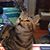 Gail Ambrocio's profile image