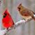 Gail Wiedenmann Tracy's profile image
