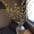 Ladonna Shanks's profile image