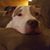 Dave Desparois's profile image