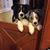 Dianne Linda Feinstein's profile image