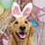 Sonja Young-Housenga's profile image
