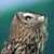 Hiedi Despain's profile image