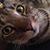 Teresa Johnston's profile image