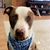 Ginger Stout Thomasson's profile image
