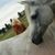 Janelle Chase's profile image
