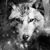 Robyn Chaney's profile image