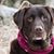 Allison Thies-Birdsall's profile image