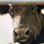 Erin Robinson's profile image