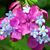 Diane Conaway's profile image