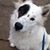 Saige Wood's profile image