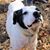 Linda Rose Sutphin's profile image