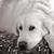 Jennifer McArthur Schultz's profile image