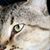 Jalisa Irizarry's profile image