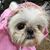 PuPu ShihTzu's profile image