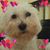Diana Chekrallah's profile image