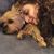 Allie Laine's profile image