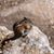 Sharon Skowron's profile image