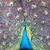 Dallas Nicole Howell's profile image