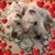 Deborah L Hodgson's profile image