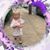 Colleen Homanick's profile image