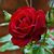 Jovita Flores Garcia's profile image