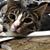 Michelle Hedy's profile image