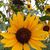 Jeanette Lawrence's profile image