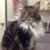 Michael Lehman's profile image