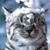 Linda Wolf's profile image