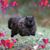 Jennie Hoover Nuehring's profile image