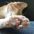 Penny Ferguson King's profile image