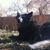 Laurie Williams's profile image