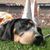 Doug Corum's profile image
