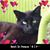 Lori Sallade's profile image