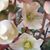 Tor Chiara's profile image