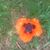 Angie Crabtree Barrett's profile image