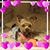 Nancy DeCiancio's profile image