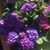 Vanessa Lyn Vinatieri Montgomery's profile image