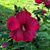 Carolyn Allen Siegfried's profile image