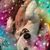 Anne Persolio Toomey's profile image