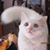 Sharon Harvey Daussin's profile image