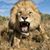 Indrsing Rajpurohit's profile image